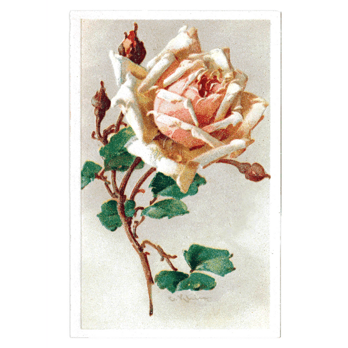 Antique Roses Postcard Box - Everyday Boxed Postcards - Root & Company