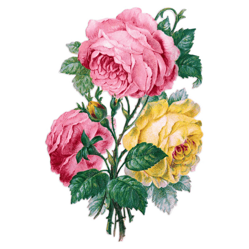 Antique Roses Postcard Box - Everyday Boxed Postcards - Root & Company