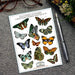 Sticker Sheet - Flutterby Butterflies - Root & Company