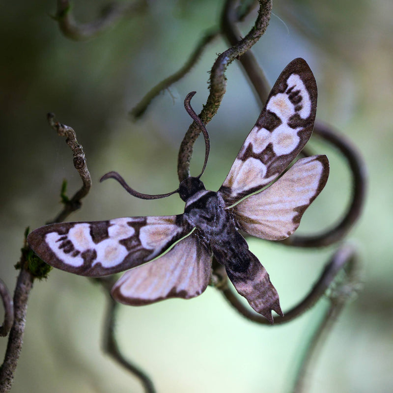 Moth and Myth - 'Lore' Moth Set