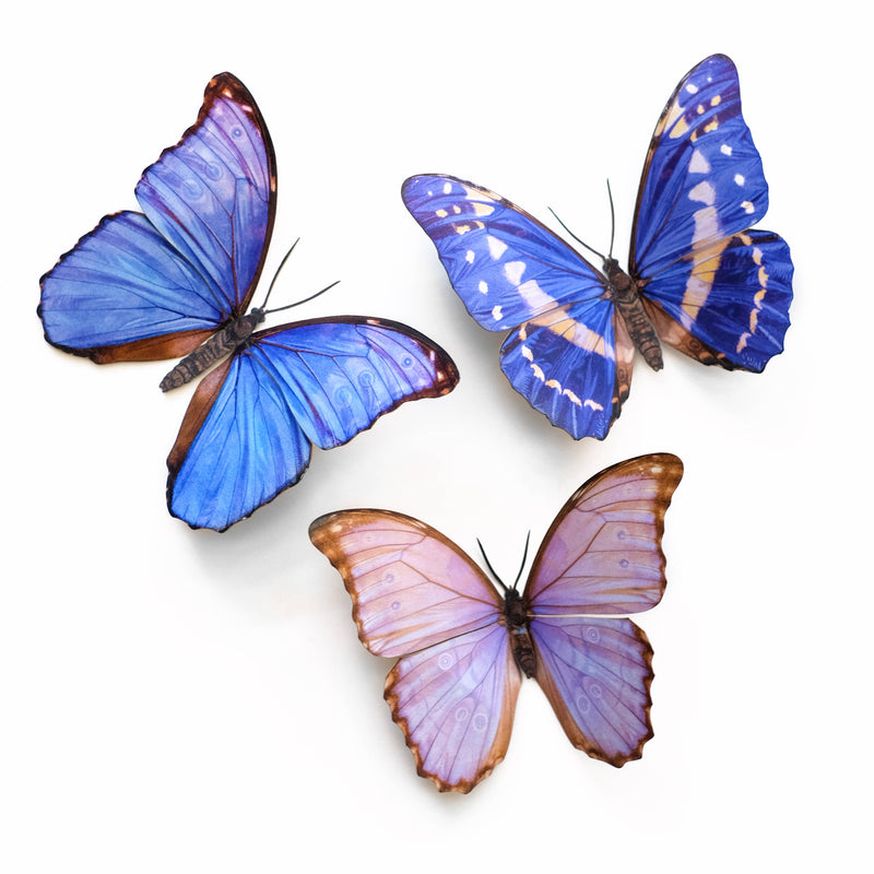 Moth and Myth - 'Reverie' Morpho Butterfly 3 Piece Set