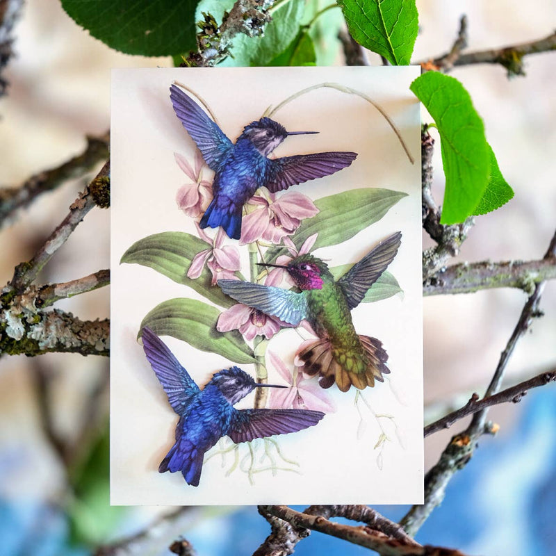 Moth and Myth - Flutter Hummingbird 3-Pack
