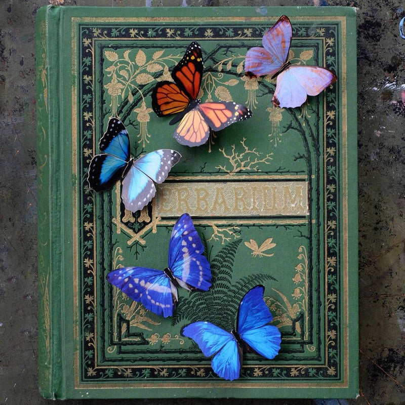 Moth and Myth - Morphos and Monarch Butterfly Set