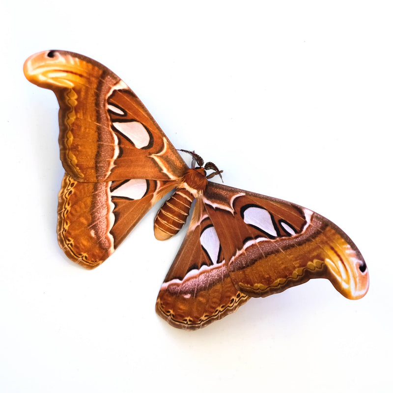 Moth and Myth - 'Atlas' Moth Paper Replica