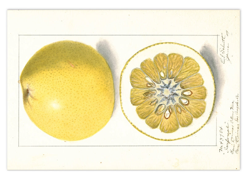 Laughing Elephant - Fabulous Fruits Postcard Box - Everyday Boxed Postcards