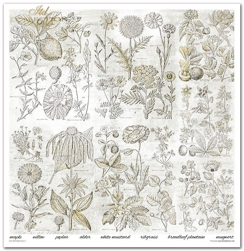 ITD Collection - Herbarium 2 Scrapbooking Papers