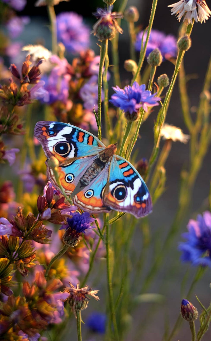 Moth and Myth - "Texas" 3 Piece Butterfly Set