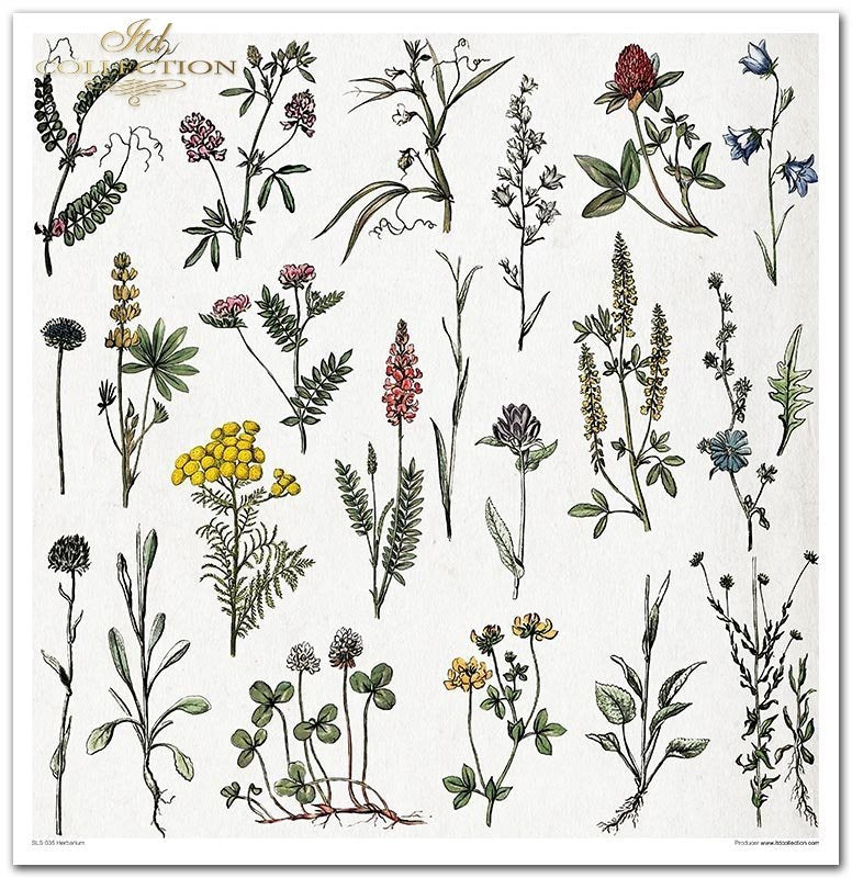 ITD Collection - Herbarium Scrapbooking Papers