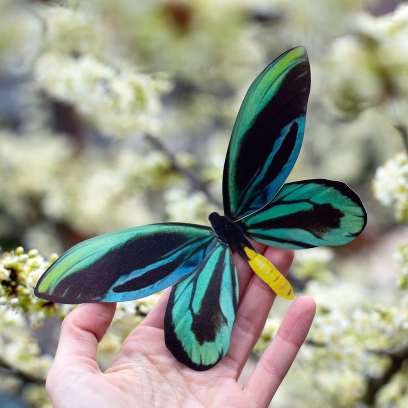 Moth and Myth - Queen Alexandra's Birdwing Butterfly