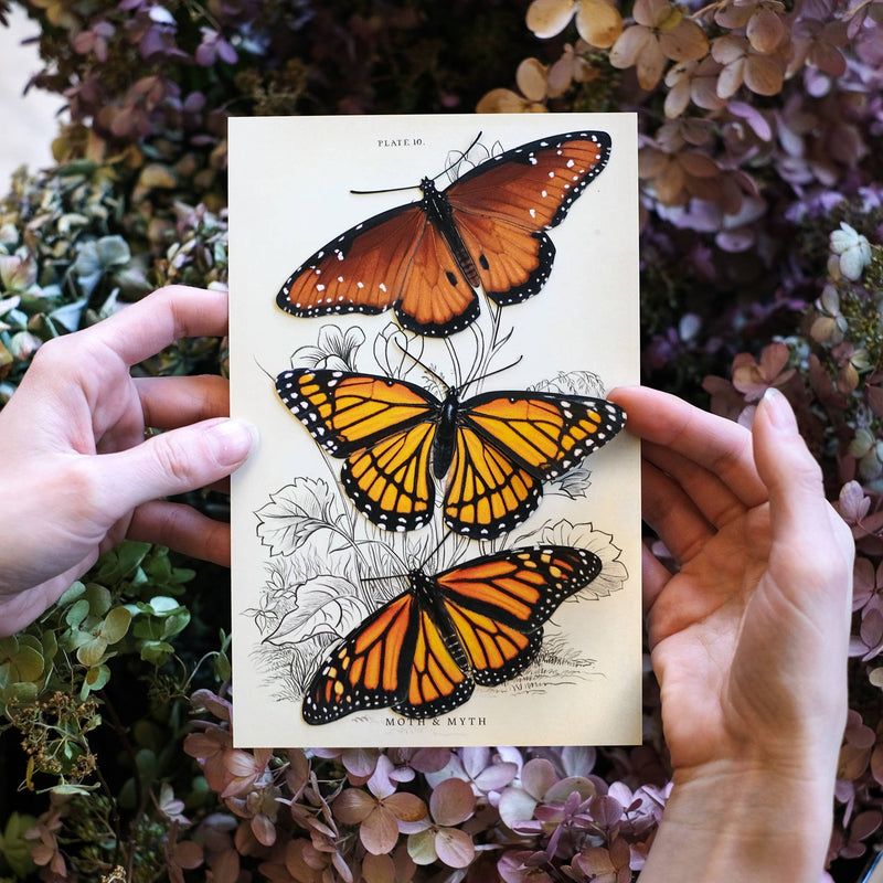 Moth and Myth - 'Pollinator' Monarch Butterfly Set