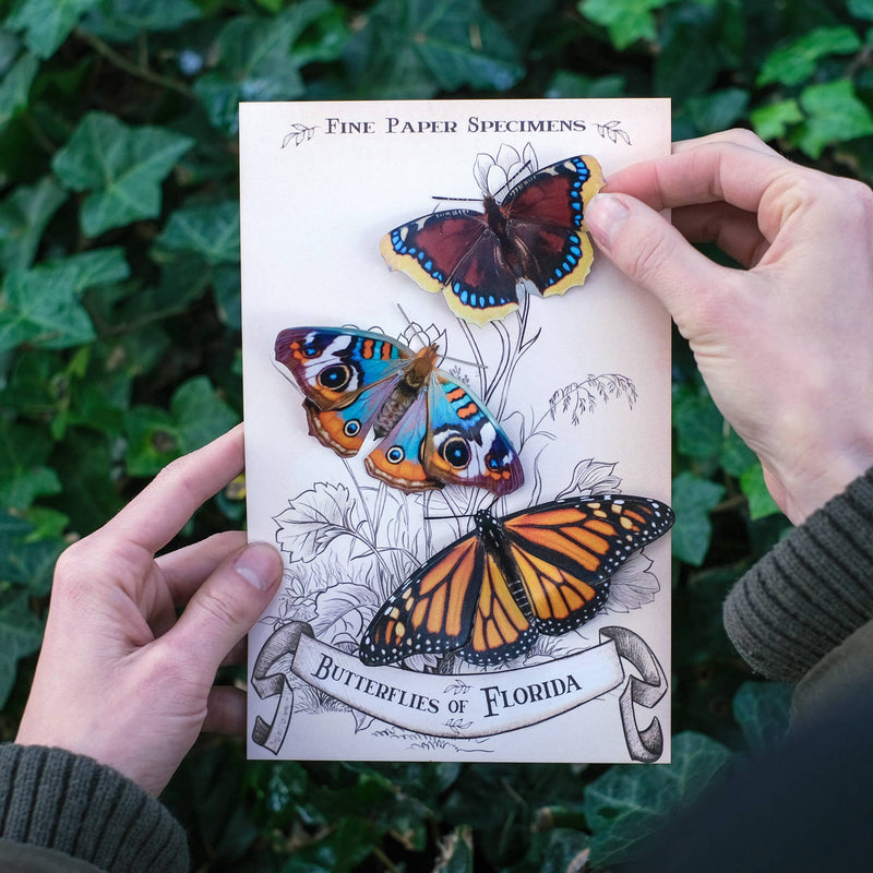 Moth and Myth - "Florida" 3 Piece Butterfly Set