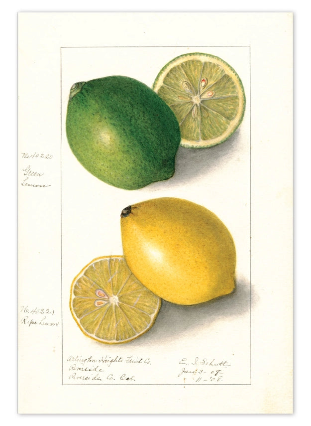 Laughing Elephant - Fabulous Fruits Postcard Box - Everyday Boxed Postcards