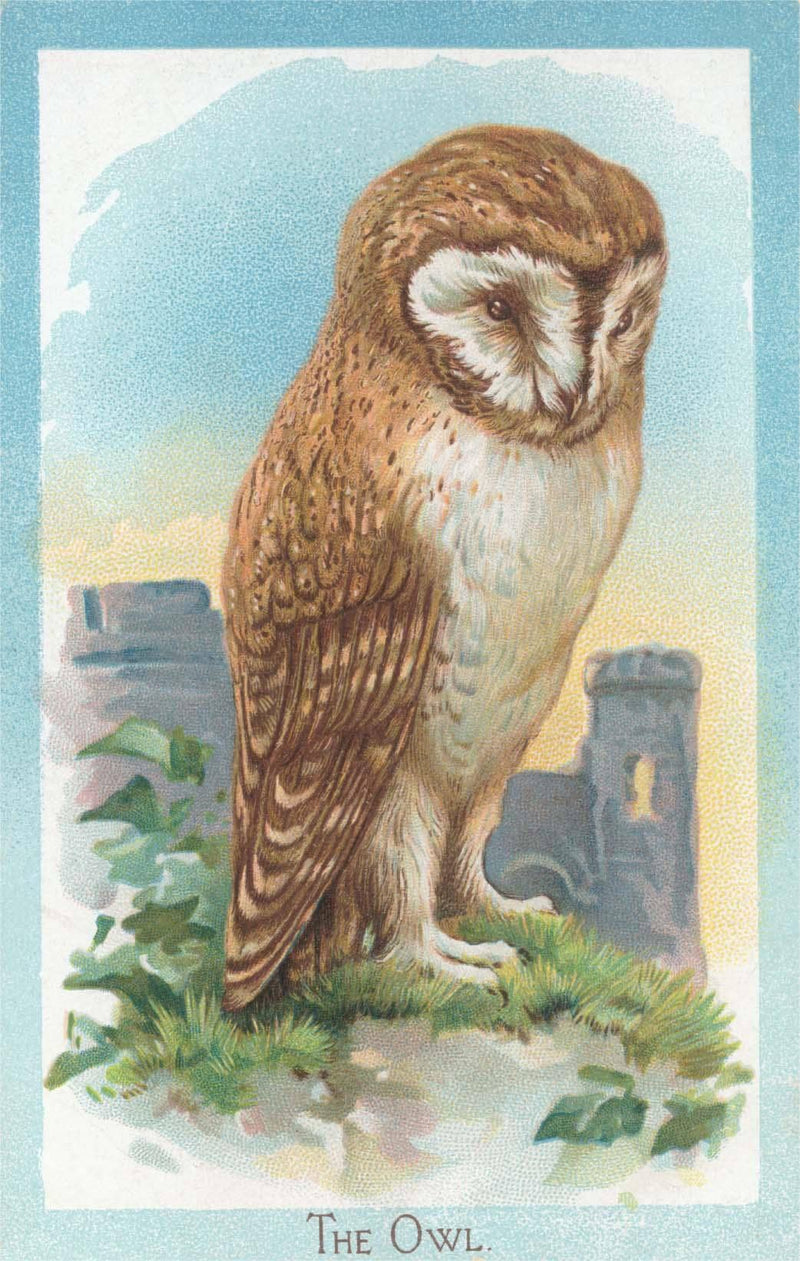 Found Image Press - Postcard - Barn Owl