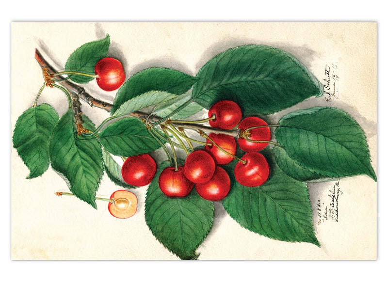 Laughing Elephant - Fabulous Fruits Postcard Box - Everyday Boxed Postcards