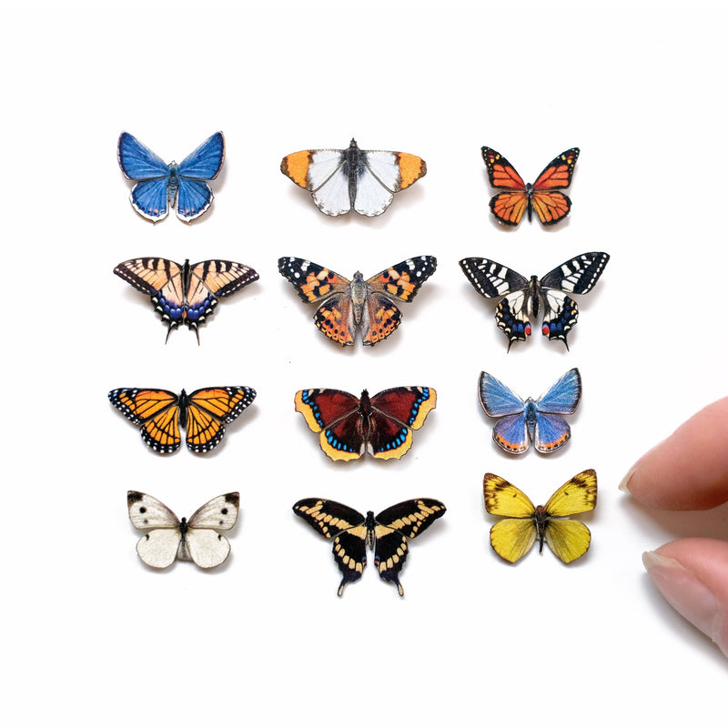 Moth and Myth - 'North American' Butterfly Micro Collection