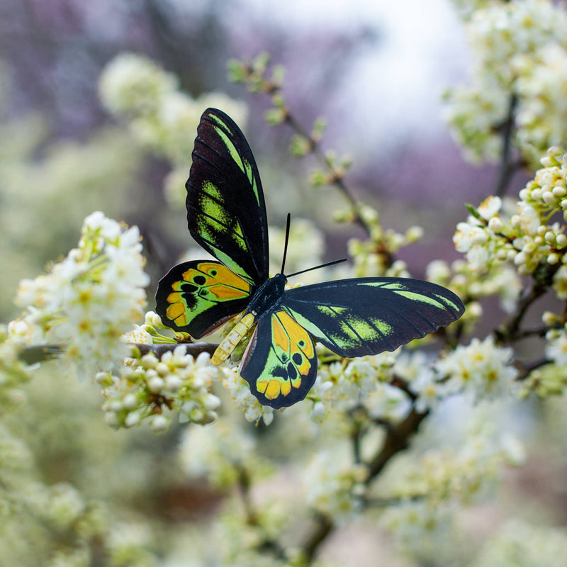 Moth and Myth - Skyward Birdwing Butterfly Set