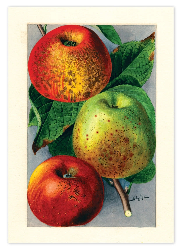 Laughing Elephant - Fabulous Fruits Postcard Box - Everyday Boxed Postcards