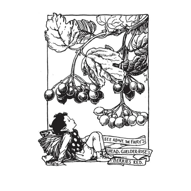 Laughing Elephant - Fairies - Cards to Color Cards