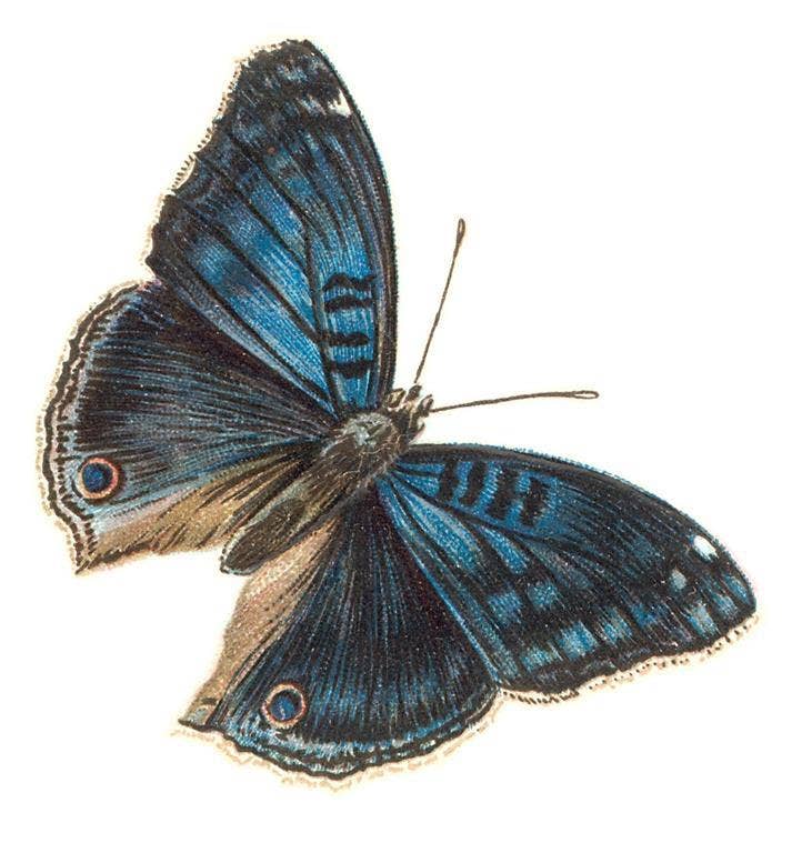 Found Image Press - Sticker - Blue Butterfly