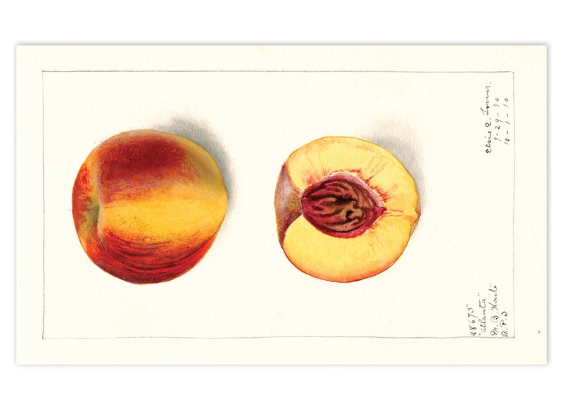 Laughing Elephant - Fabulous Fruits Postcard Box - Everyday Boxed Postcards