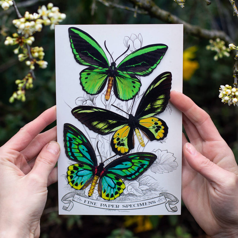 Moth and Myth - Skyward Birdwing Butterfly Set