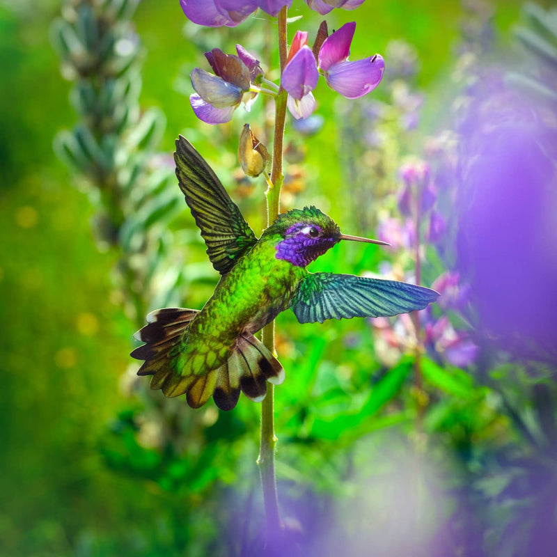 Moth and Myth - 'Sylph' Hummingbird Set