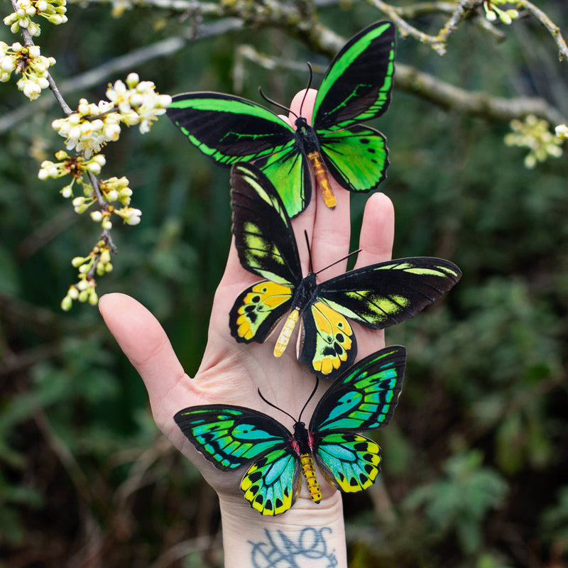 Moth and Myth - Skyward Birdwing Butterfly Set