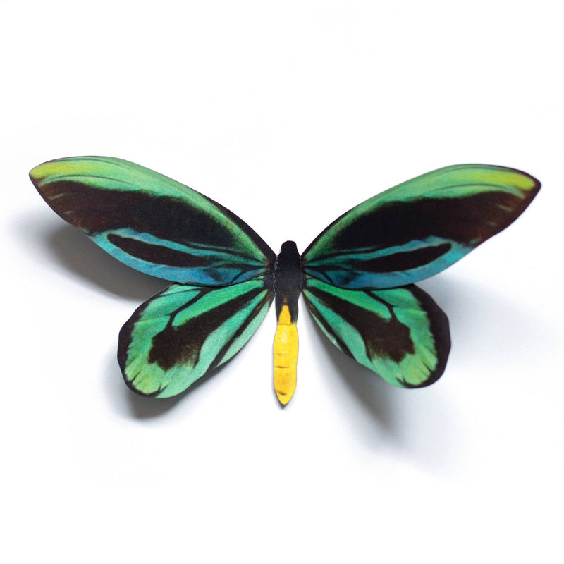 Moth and Myth - Queen Alexandra's Birdwing Butterfly
