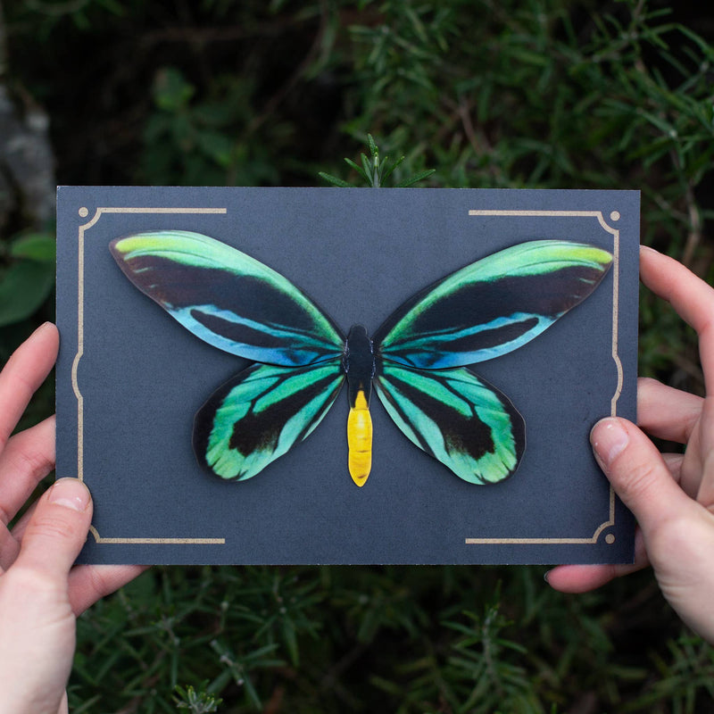 Moth and Myth - Queen Alexandra's Birdwing Butterfly