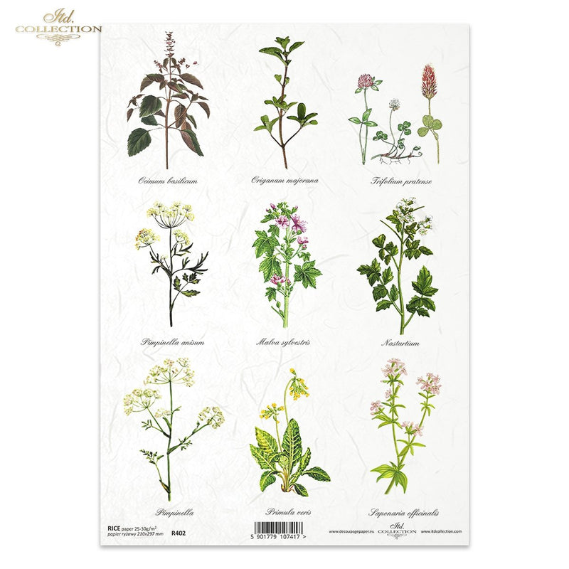 ITD Collection - Herbalist - Rice Paper - R0402