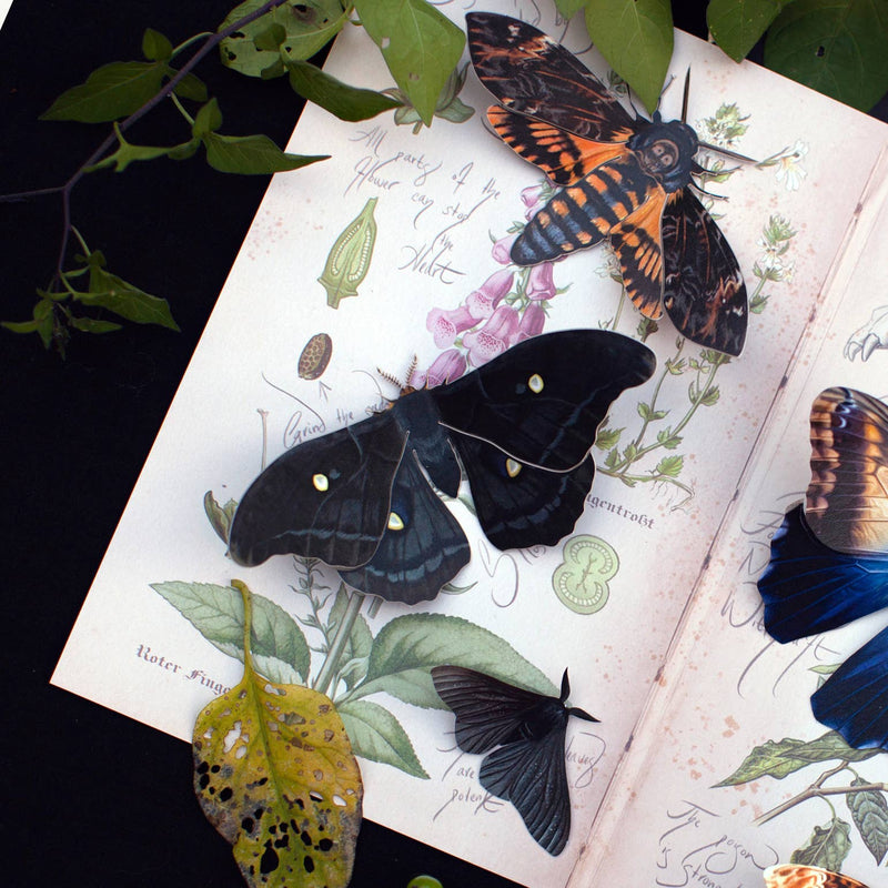 Moth and Myth - Halloween Death's Head Paper Moth Set