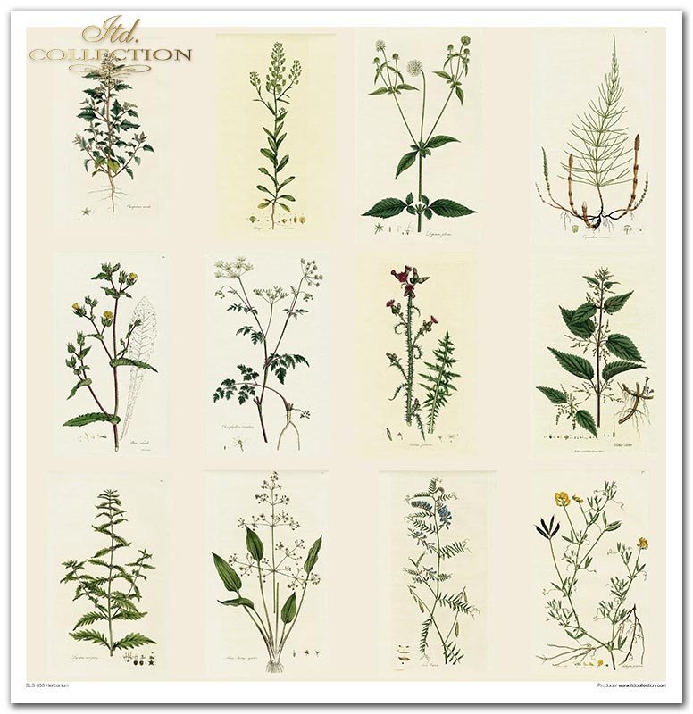 ITD Collection - Herbarium Scrapbooking Papers