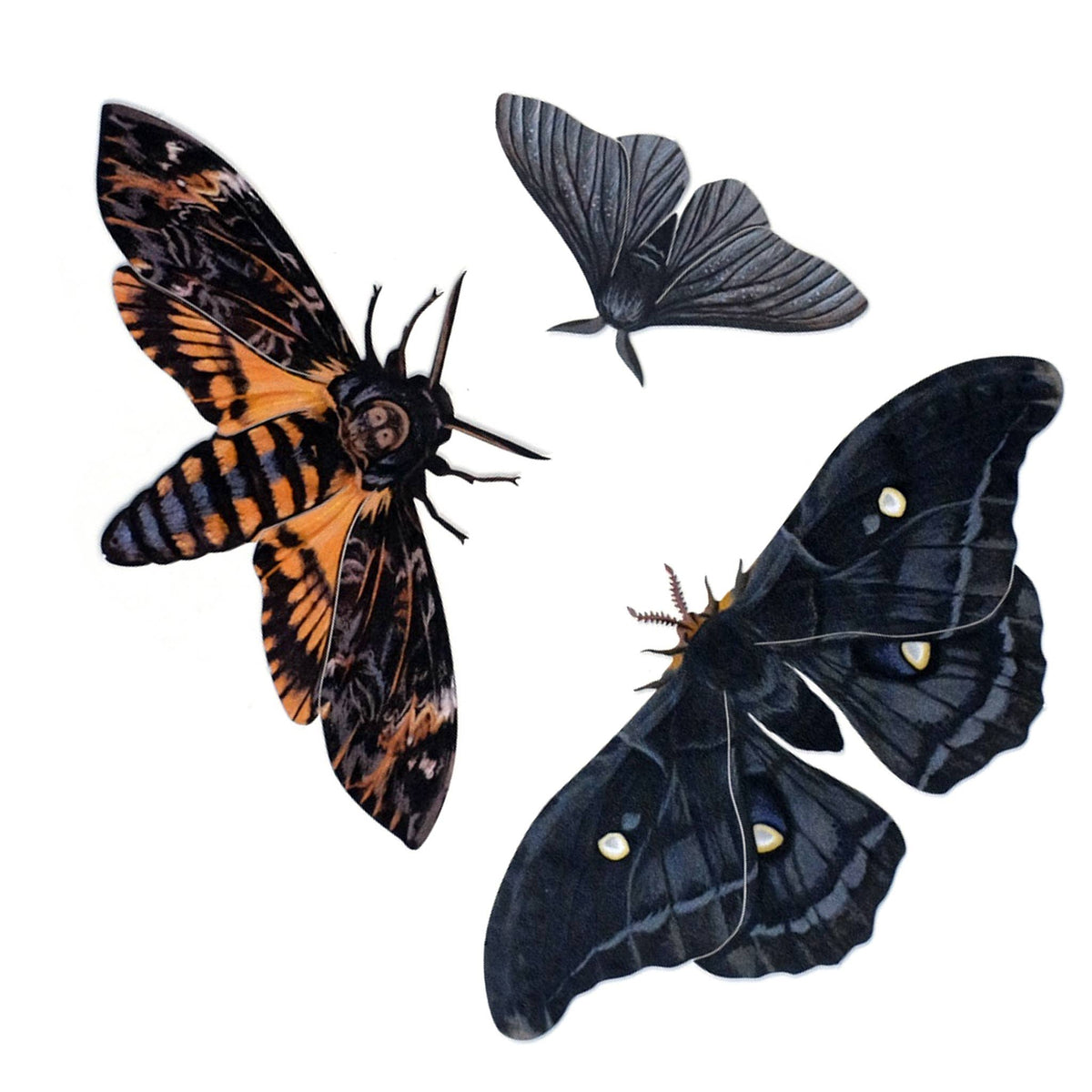 Moth Writing Set Moth and Myth - Halloween Death's Head Paper Moth Set — Root & Company