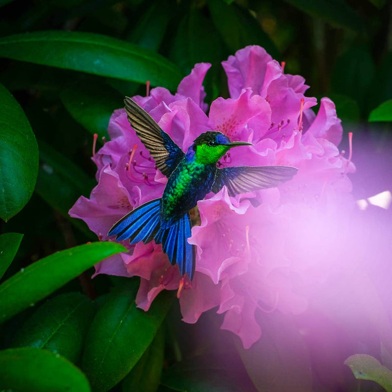 Moth and Myth - 'Sylph' Hummingbird Set