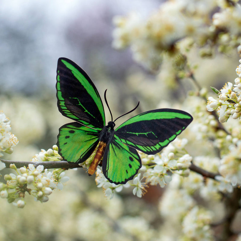 Moth and Myth - Skyward Birdwing Butterfly Set