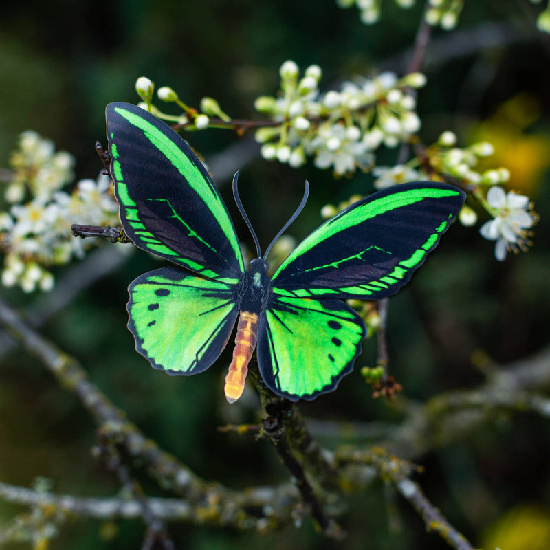 Moth and Myth - Skyward Birdwing Butterfly Set