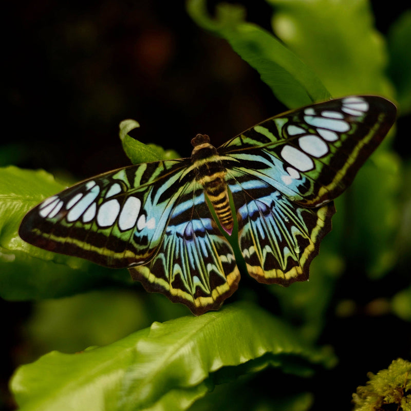 Moth and Myth - 'Quartz' Butterfly 3 Piece Set