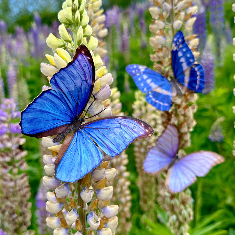 Moth and Myth - 'Reverie' Morpho Butterfly 3 Piece Set