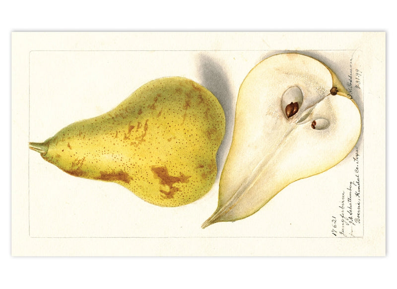 Laughing Elephant - Fabulous Fruits Postcard Box - Everyday Boxed Postcards