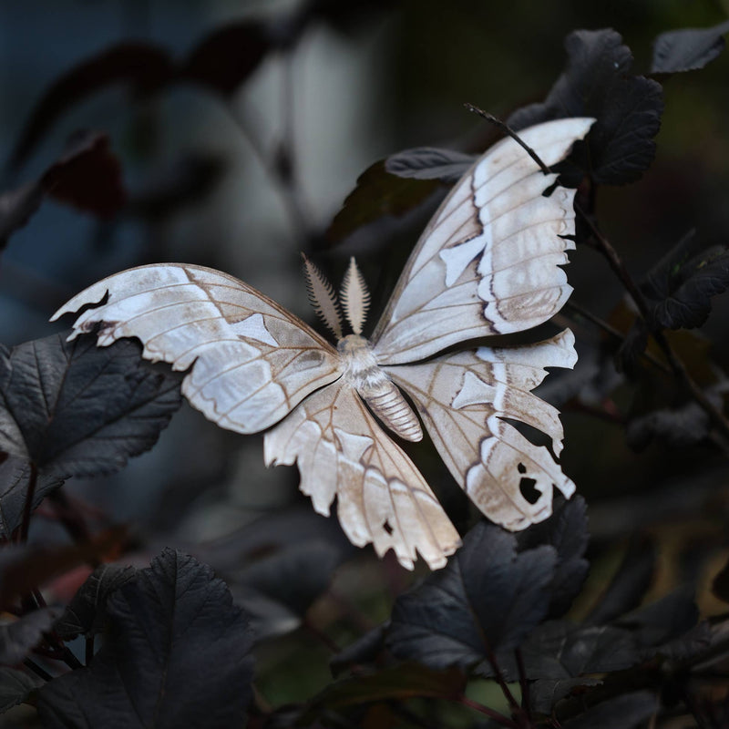 Moth and Myth - 'Lore' Moth Set