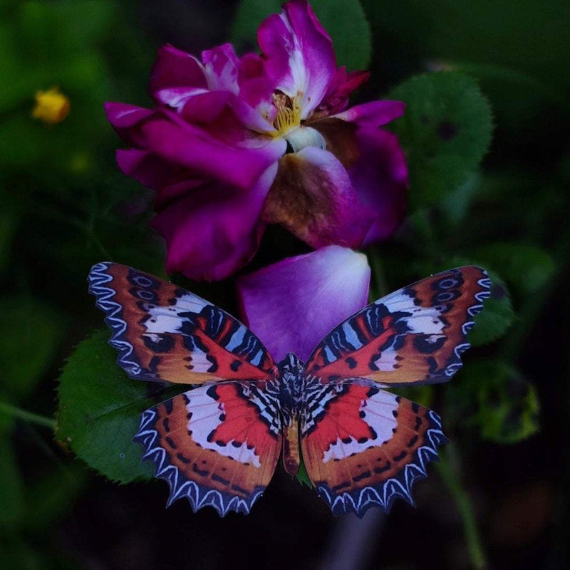 Moth and Myth - 'Quartz' Butterfly 3 Piece Set