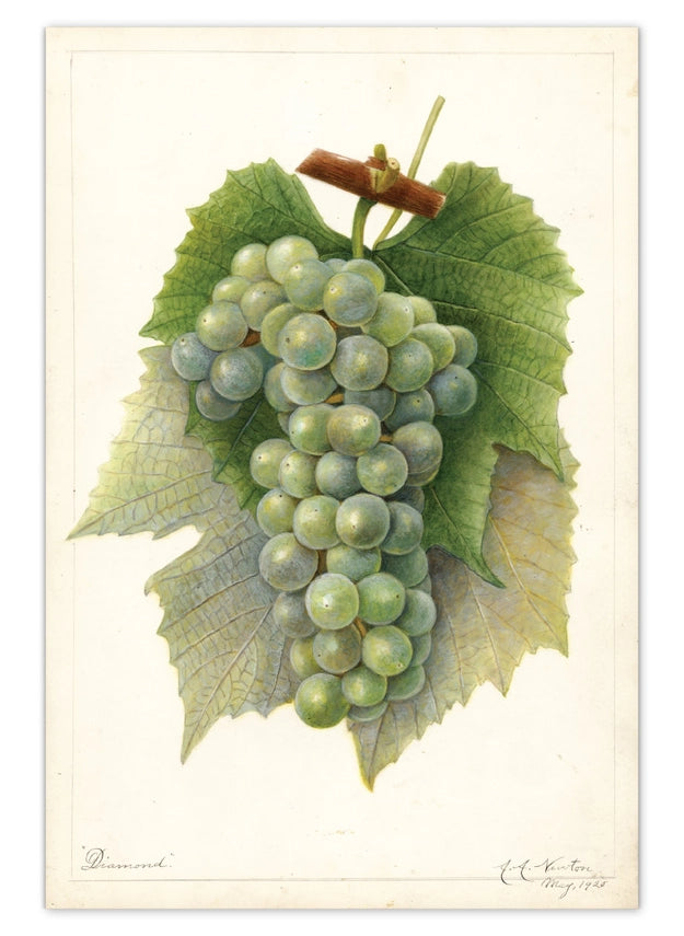 Laughing Elephant - Fabulous Fruits Postcard Box - Everyday Boxed Postcards