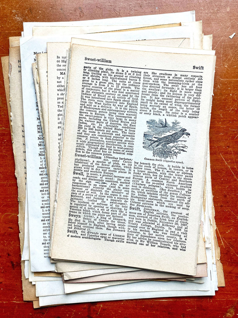 Moonbeam Mercantile - Vintage Dictionary & Encyclopedia Page Bundle