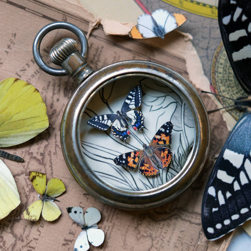 Moth and Myth - 'North American' Butterfly Micro Collection