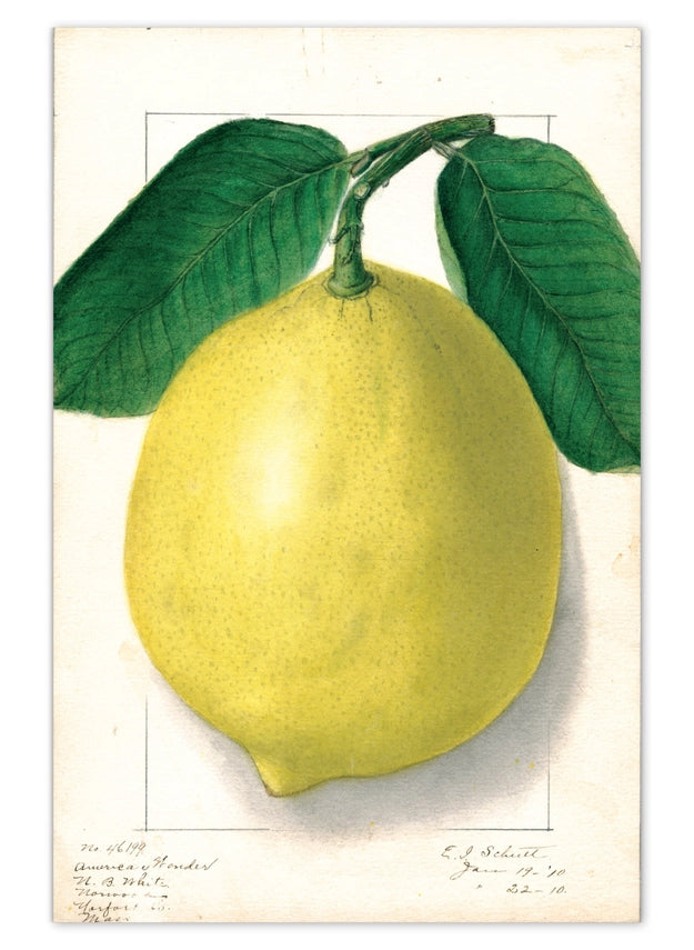 Laughing Elephant - Fabulous Fruits Postcard Box - Everyday Boxed Postcards