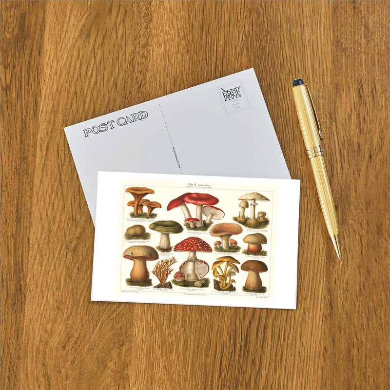 Found Image Press - Postcard - Varieties of Mushroom