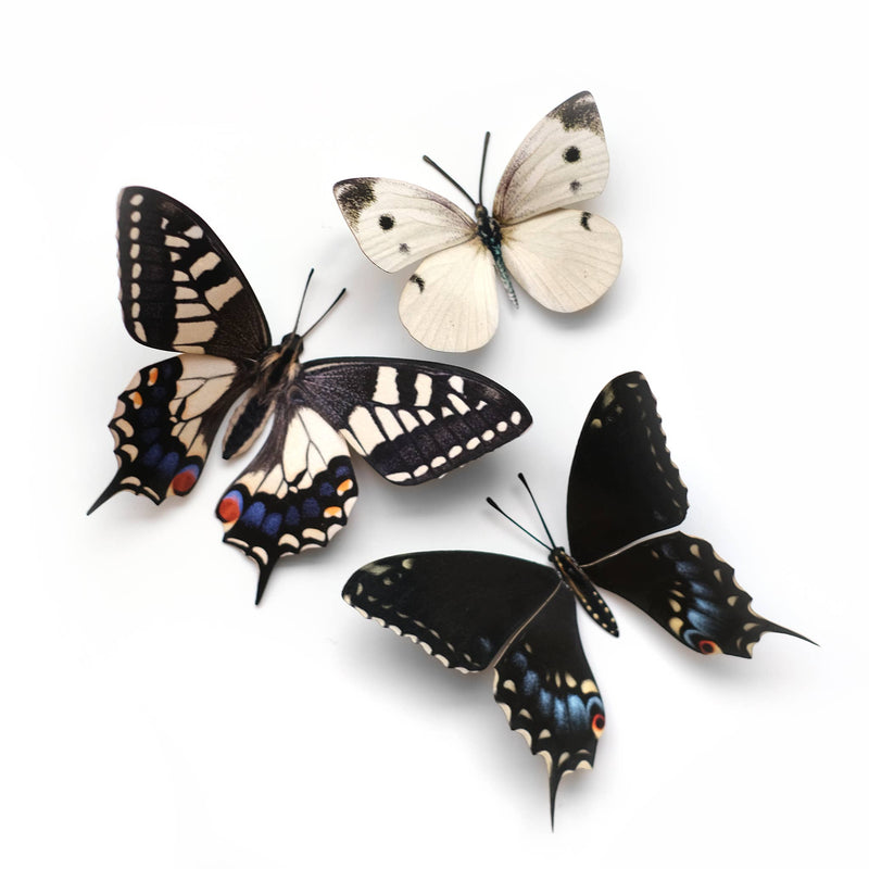 Moth and Myth - "Southwest" 3 Piece Butterfly Set