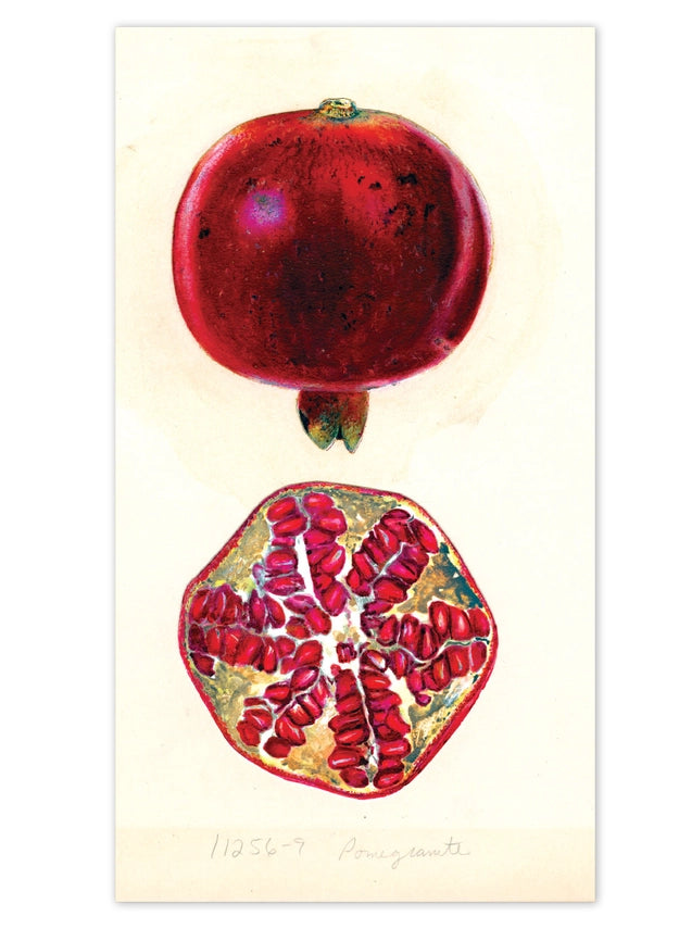 Laughing Elephant - Fabulous Fruits Postcard Box - Everyday Boxed Postcards