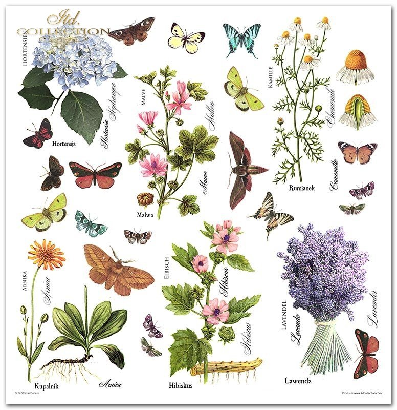 ITD Collection - Herbarium Scrapbooking Papers