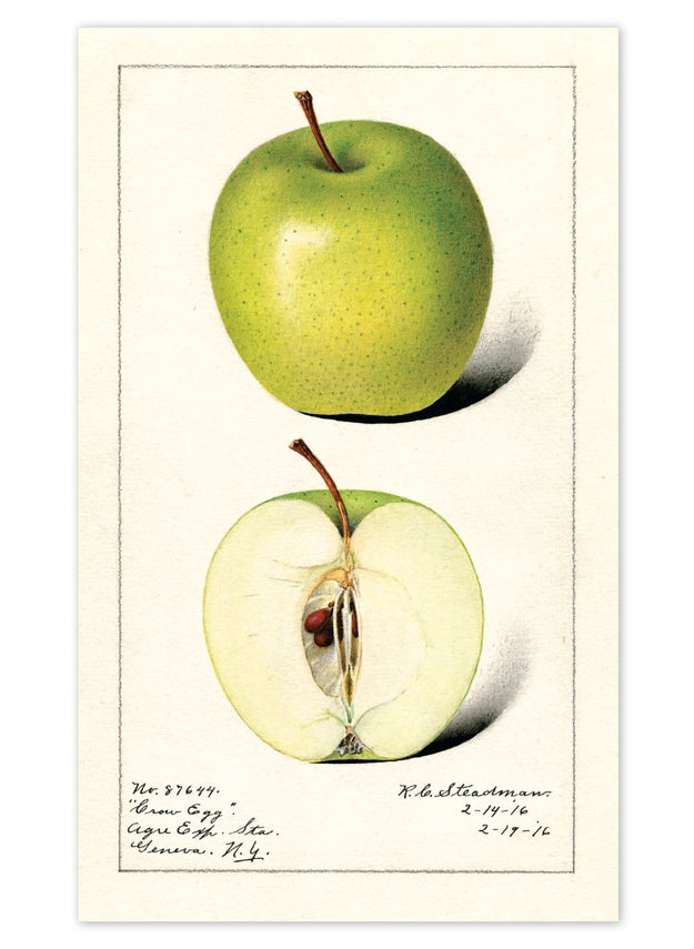 Laughing Elephant - Fabulous Fruits Postcard Box - Everyday Boxed Postcards